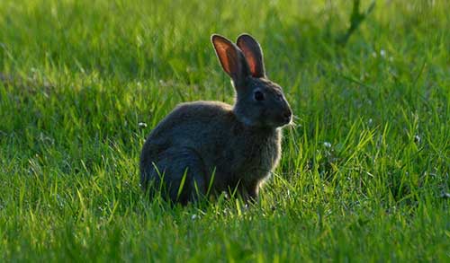 An Image of Rabbit Animal for Dealing With Fleas on Furbearer Hides