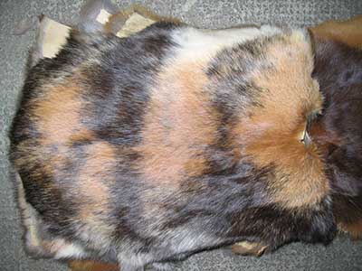 An Image of Rabbit Fur Skin for Dealing With Fleas on Furbearer Hides