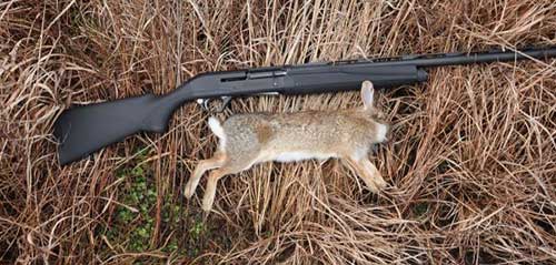 How to Hunt Rabbits Like a Pro a Dead Rabbit With Hunt - Consumer Files