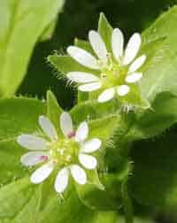 Edible Plants of the United States - Chickweed - Consumer Files