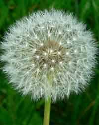 Edible Plants of the United States - Dandelion - Consumer Files