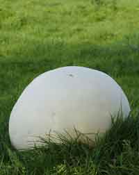 Edible Plants of the United States - Giant Puffball - Consumer Files