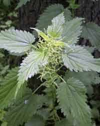 Edible Plants of the United States - Stinging Nettle - Consumer Files