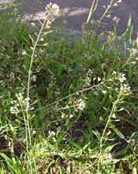 Medicinal Plants of the United States - Shepherds Purse - Consumer Files