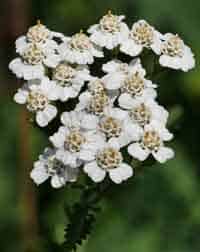 Medicinal Plants of the United States - Yarrow - Consumer Files
