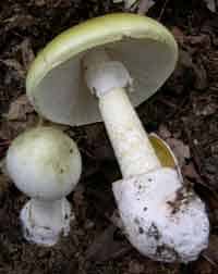 Toxic Mushrooms of the United States - Consumer Files