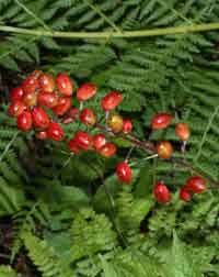 Toxic Plants of the United States - red baneberry - Consumer Files