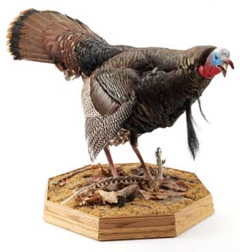 Preserving Wings for Wall Mount Accents Turkey Mount - Consumer Files
