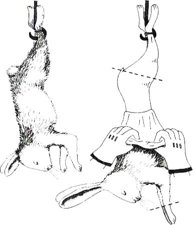 An Image of Rabbit Hides Processing for Dealing With Fleas on Furbearer Hides