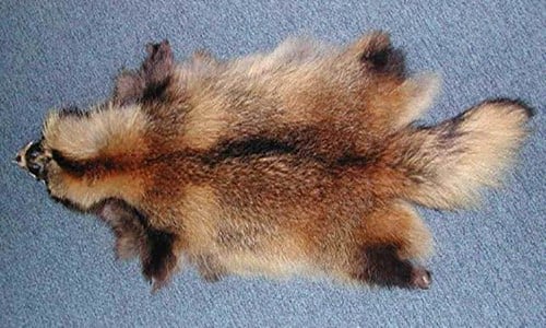 An Image of Fur Pelts of Fox for How to Get Blood Our of Fur Bearing Pelts