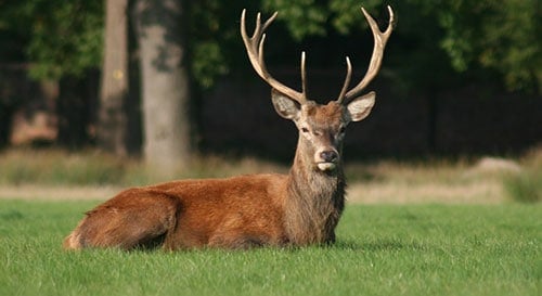 An Image of Deer Animal for What Is the Best Scent Cover