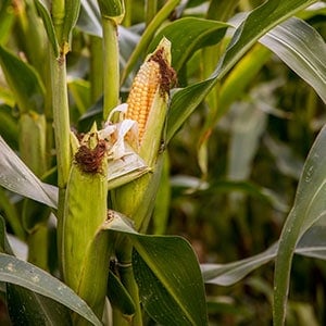 Corn plant as one of the best survival garden plants