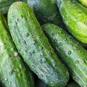 Cucumbers as one of the best survival garden plants 