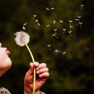 A person blowing a dandelion, which is one of the best survival plants to grow 