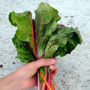 Rhubarb as one of the best survival plants to grow