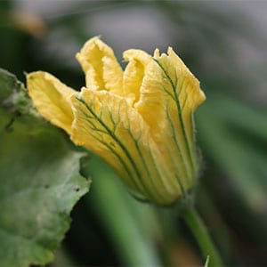 Squash Blossom and its benefits that make it one of the best survival plants to grow 