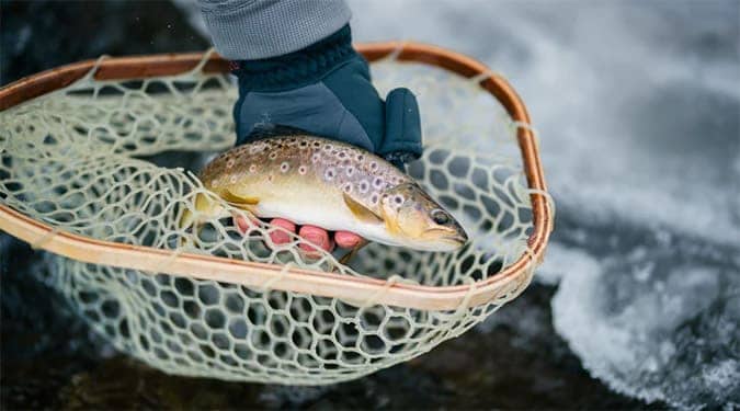person wearing a jacket and grey gloves holding a trout caught in a net