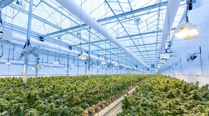 green plants inside a huge modern greenhouse with lights and fans to control temperature