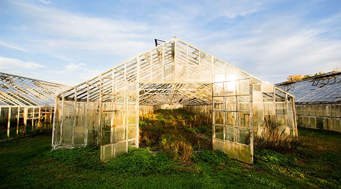 three big abandoned, overgrown greenhouses
