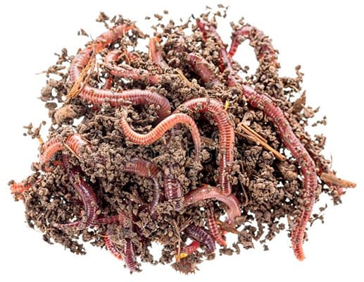 red worms in manure as live baits