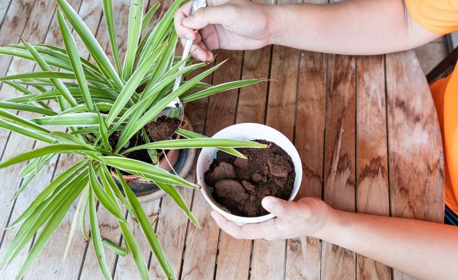 A person in an orange T-shirt adds half a teaspoon of used ground coffee to the soil of a small potted plant