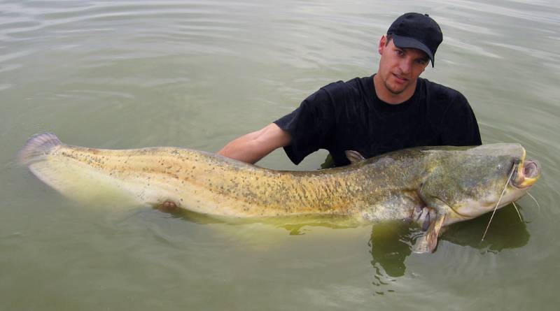 A man wearing a black shirt and black cap holding a big catfish in a river